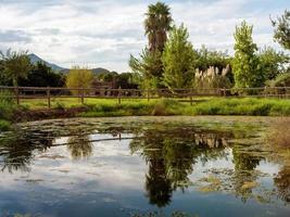 un' mirroring stagno nel un' natura parco a un' nuvoloso sera foto