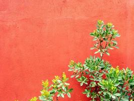 verde cespuglio fogliame su un' sfondo di un' rosso parete foto