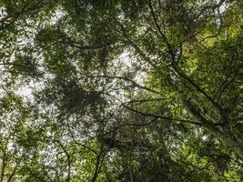 verme occhio Visualizza con luce del sole nel in profondità foresta foto