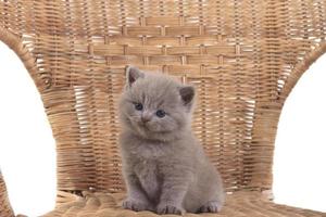 viola Britannico gattino seduta nel un' di vimini sedia e sembra lontano. foto