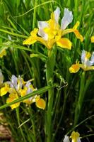 giallo iris fiori nel il campo foto