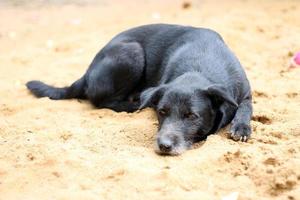 nero cane addormentato su il giallo sabbia. foto