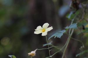 bellissimo giallo fiore di momordica charantia spesso chiamato balsamo mela, balsamo Pera, amaro balsamo mela, amaro cetriolo, amaro melone, carilla zucca, paria, selvaggio balsamo-mela, achochilla, archicha foto