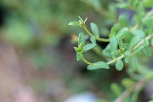 portulaca oleracea Comune portulaca, anche conosciuto come verdelaga, porcile, poco panace, rosso radice, borsellino, e muschio rosa foto