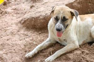 il bianca cane posare in attesa per il proprietario su il suolo. mentre il tempo metereologico è caldo foto