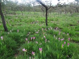 rosa siam tulipano fiori è chiamato krachai fiore , curcuma sessilis fiori campo siamo fioritura nel piovoso stagione su il montagna bellissimo paesaggio. foto