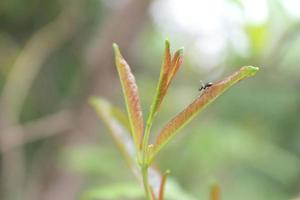 naturale verde impianti paesaggio utilizzando come un' sfondo o sfondo. foto