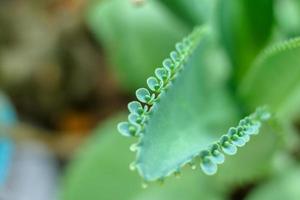 madre di migliaia, messicano cappello pianta, lampadario pianta, kalanchoe, foglia con minuscolo piantine foto