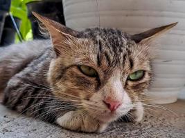 il rustico grigio gatto addormentato pacificamente nel davanti di il terrazza è così adorabile foto