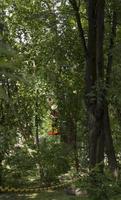 potatura alberi. macello di un' pioppo. di stagione potatura di alberi nel il città parco servizio. foto