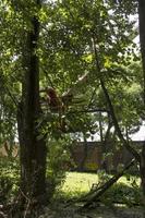 potatura alberi. macello di un' pioppo. di stagione potatura di alberi nel il città parco servizio. foto