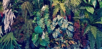 felce, rosso fiore e verde le foglie sfondo. pianta crescita o natura sfondo nel Vintage ▾ tono. ornamentale albero per decorazione. bellissimo naturale concetto foto