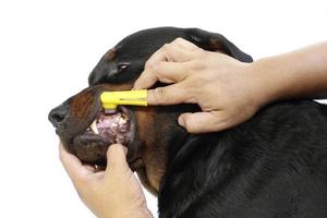 spazzolare il cane. foto