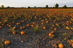 migliaia di arancia zucche a un' campo durante tramonto nel autunno foto