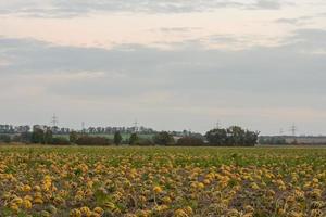 migliaia di zucche su un' campo con nuvole foto