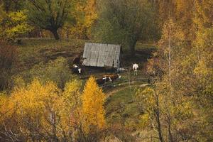 colorato autunno paesaggio nel il montagna villaggio. nebbioso mattina nel il carpazi montagne nel Romania. sorprendente natura. foto