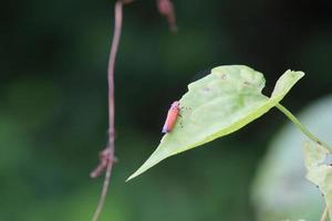 arancia tiratore scelto su un' foglia foto