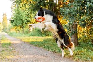 all'aperto ritratto di carino divertente cucciolo cane confine collie attraente giocattolo nel aria. cane giocando con volante disco squillo. gli sport attività con cane nel parco fuori. foto