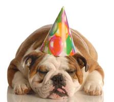 cane che indossa un cappello da festa di compleanno foto