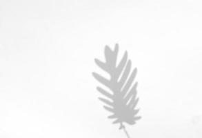palma le foglie naturale ombra copertura per estate su bianca struttura sfondo, per copertura su Prodotto presentazione, fondale e modello foto