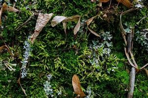 muschio su un' albero, impianti nel il giardino, foto