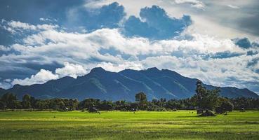 campo di riso verde con sfondo di montagne sotto il cielo blu, campo di riso con vista panoramica. foto