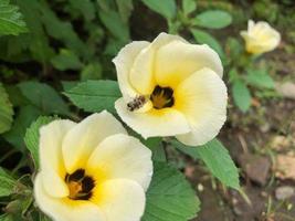 avvicinamento di un' poco ape su di damiana bianca giallo fiori guardare per nettare e polline. macro selettivo messa a fuoco impollinazione raccoglie. foto