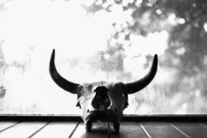 teschio di mucca in bianco e nero foto