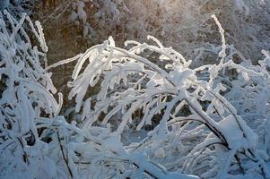rami degli alberi coperti di neve foto