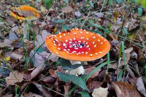 Due amanita muscaria nel il boschi foto