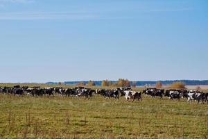 mandria di mucche pascolo a verde campo nel un' estate giorno foto