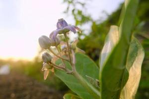 fiore corona in fiore, euforbia gigante, calotropis gigantea, fiore calotropo gigante foto