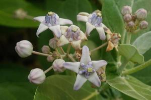 fiore corona in fiore, euforbia gigante, calotropis gigantea, fiore calotropo gigante foto