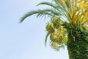 verde giovane date su un' palma albero contro blu cielo. vicino su foto