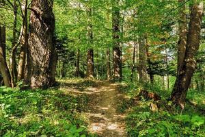 sentiero strada modo sentiero su soleggiato giorno nel estate soleggiato foresta a tramonto o Alba. natura boschi nel luce del sole foto