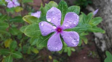 Madagascar pervinca fiore pianta con fiore foto