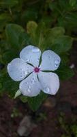 Madagascar pervinca fiore pianta con fiore foto