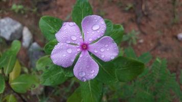 Madagascar pervinca fiore su un' pianta foto