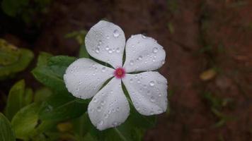 Madagascar pervinca fiore su un' pianta foto