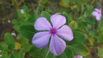 Madagascar pervinca fiore su un' pianta foto