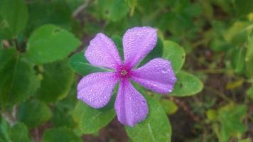 Madagascar pervinca fiore su un' pianta foto