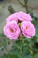 rosa damascena rosa fiore