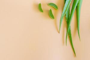 superiore Visualizza di fresco aloe Vera le foglie. terme sfondo concetto. foto