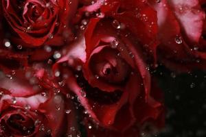 rosa rossa foto