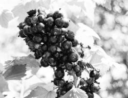 fotografia sul tema bellissimo cespuglio di bacche di ribes nero foto