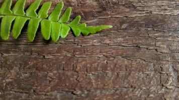 sfondo decorazione di felce le foglie su un' di legno sfondo foto