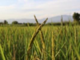 riso campo natura sfocatura blackground defocus foto