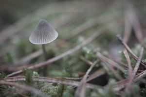 un' filigrana poco fungo su il foresta pavimento nel morbido luce. macro tiro natura foto