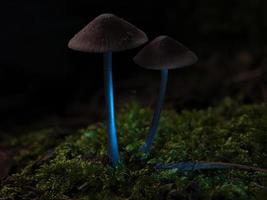 Due filigrana piccolo funghi su muschio con leggero individuare nel foresta. foresta pavimento foto