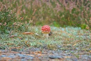 fungo velenoso a il parte inferiore di un' conifero foresta nel il boschi. velenoso fungo foto